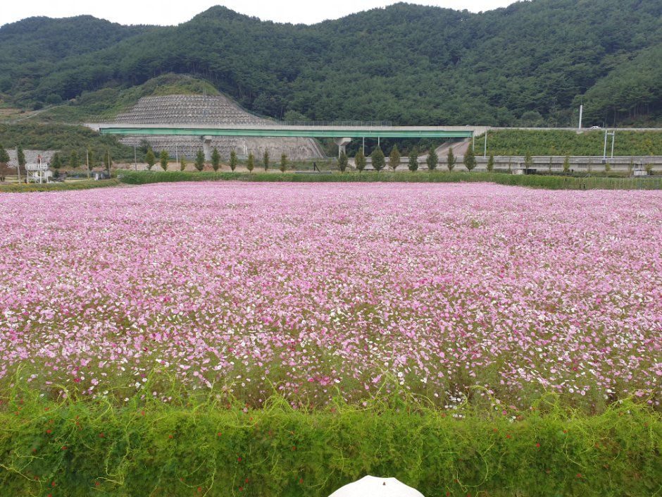 Photo of the Hadong cosmos festival