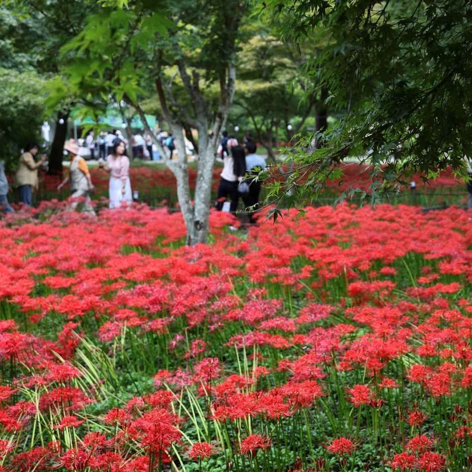 Photo of red spider lilies at Bulgapsan
